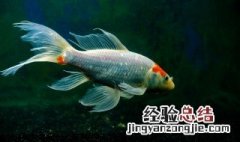 锦鲤鱼鳞变黑的原因 锦鲤鱼鳞变黑的原因图片