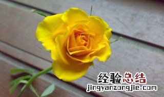 黄玫瑰代表什么 黄玫瑰代表什么意思