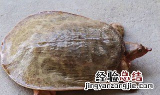 用什么钓甲鱼最快最好 用什么钓甲鱼最快