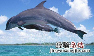 海豚英语怎么读 鲸鱼英语怎么读