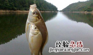 8号线能钓多大的鱼呢 8号线能钓多大的鱼