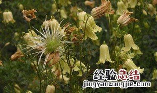 芹叶铁线的花语是什么 芹叶铁线图片