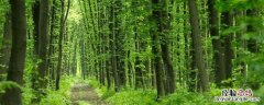 森林里有哪些气象站二年级 森林里有哪些气象站