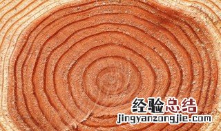 树叶茂密的一面是什么面稀疏的一面是什么面 年轮的介绍