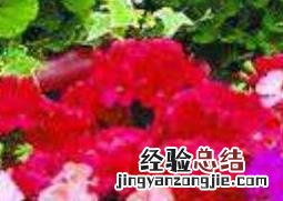 天竺葵怎么养才能开花最多 天竺葵怎么养