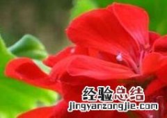 天竺葵怎么养才能开花最多 天竺葵怎么养