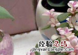 金枝玉叶怎么养护与浇水视频 金枝玉叶怎么养