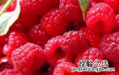 红树莓对女人的好处 红树莓对女人的好处是什么