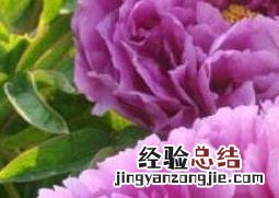 变色牡丹怎么养殖 变色牡丹怎么养