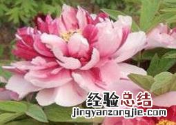 变色牡丹怎么养殖 变色牡丹怎么养