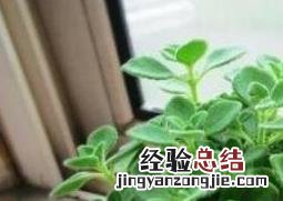 碰碰香怎么养才会长得更好 碰碰香怎么养