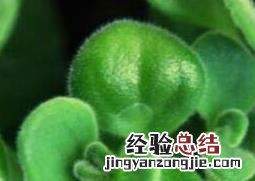 碰碰香怎么养才会长得更好 碰碰香怎么养