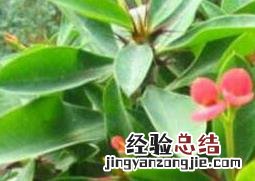刺梅怎么养殖 刺梅怎么养殖视频