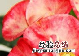 刺梅怎么养殖 刺梅怎么养殖视频