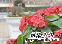 刺梅怎么扦插 大叶虎刺梅怎么扦插