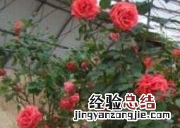 刺梅怎么扦插 大叶虎刺梅怎么扦插