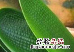 君子兰的养殖方法 君子兰的养殖方法和注意事项换盆