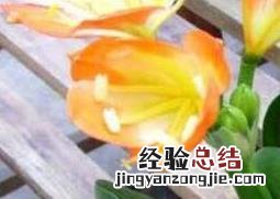 君子兰的养殖方法 君子兰的养殖方法和注意事项换盆