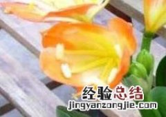 君子兰的养殖方法 君子兰的养殖方法和注意事项换盆