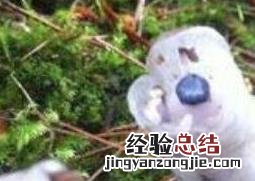 水晶兰花语和图片 水晶蝴蝶兰花语