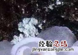 水晶兰花语和图片 水晶蝴蝶兰花语