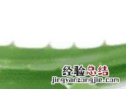 用芦荟擦脸的正确方法 用芦荟胶擦脸的正确方法
