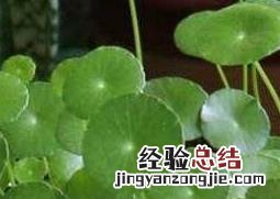 金钱草怎么养殖 金钱草怎么养殖方法