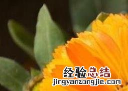 科颜氏金盏花爽肤水的功效与作用 金盏花的功效与作用