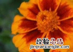 科颜氏金盏花爽肤水的功效与作用 金盏花的功效与作用