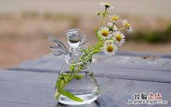水培植物好养吗，怎么养，怎么样才能养好