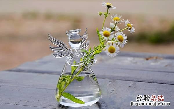 水培植物好养吗，怎么养，怎么样才能养好