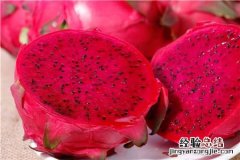 火星火龙果什么时候种植 火龙果什么时候种植