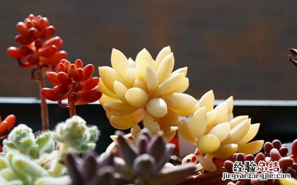 多肉植物好养吗，怎么养才爆盆，有哪些技巧