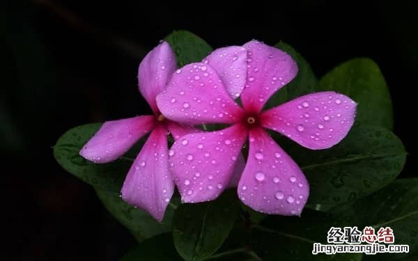 长春花花瓣有毒吗，可不可以在卧室养