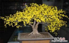 迎春花是什么颜色，好养吗，怎么养迎春花