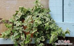 常春藤的种植方法和注意事项有哪些 常春藤种植需注意什么
