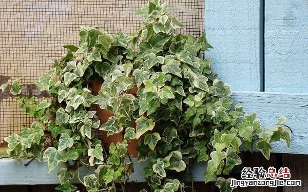 常春藤的种植方法和注意事项有哪些 常春藤种植需注意什么