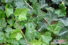 常春藤好养吗，怎么养长得快，养护方法有哪些