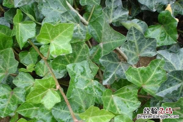 常春藤好养吗，怎么养长得快，养护方法有哪些