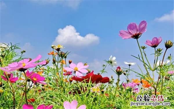 格桑花是多年生草本植物吗，如何养殖