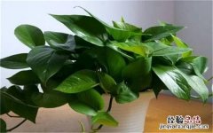 夏天水养的花有哪些注意事项 夏天水养玫瑰花的注意事项