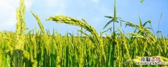 水稻防治有哪些方法，水稻病害的综合防治方法
