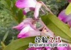 金钗石斛如何种植和管理 金钗石斛如何种