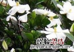 栀子花怎么养殖 栀子花怎么养殖方法视频