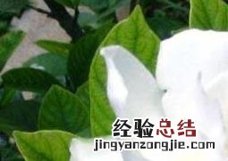 栀子花怎么养殖 栀子花怎么养殖方法视频