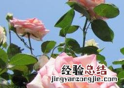 月季怎么养根 月季怎么养