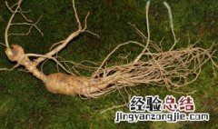 中药雪人参的功效与作用 雪人参有什么功效