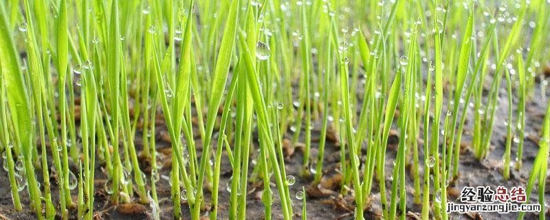 水稻种子催芽方法五种方法 水稻的催芽方法