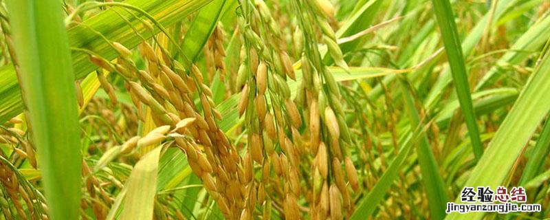 福稻88特征特性 福稻88品种生育期与产量