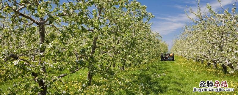 苹果树怎么剪枝，苹果树怎么剪枝 苹果树怎样修剪树枝